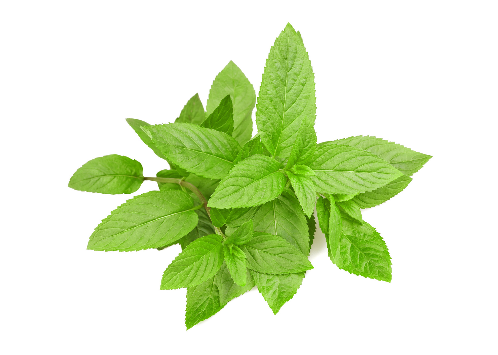 Tè verde e foglie di Menta